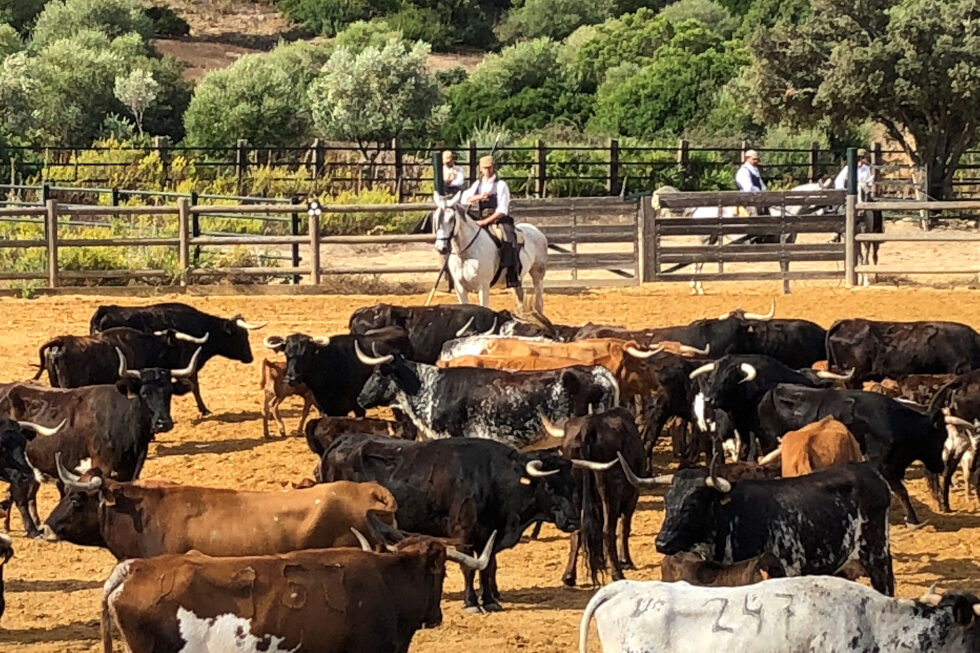 IFT-Reiseagentur Eppendorf Andalusien